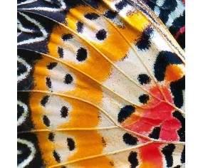 PINTDECOR QUADRO ALI DI FARFALLA 2