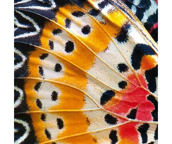 PINTDECOR QUADRO ALI DI FARFALLA