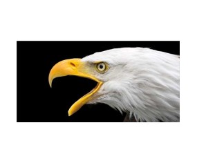 PINTDECOR QUADRO ANIMALI AQUILA