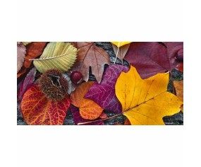 PINTDECOR QUADRO AUTUNNO