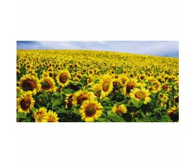 PINTDECOR QUADRO CAMPO DI GIRASOLI