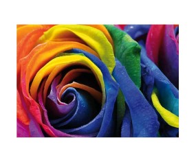 PINTDECOR QUADRO ROSA MULTICOLOR