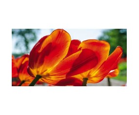 PINTDECOR QUADRO TULIPANI