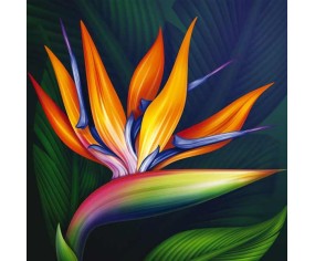 PINTDECOR QUADRO STRELITZIA 2