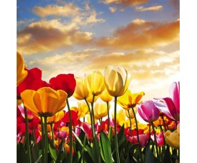 PINTDECOR QUADRO TULIPANI COLORATI