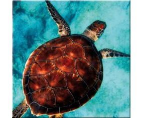 PINTDECOR QUADRO TARTARUGA