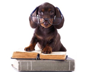 PINTDECOR QUADRO CANE STUDIOSO