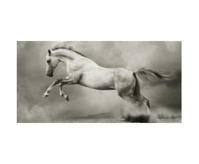 PINTDECOR QUADRO CAVALLO IMBIZZARRITO