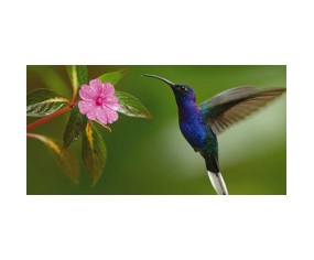 PINTDECOR QUADRO COLOBRì