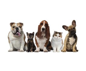 PINTDECOR QUADRO FOTO DI FAMIGLIA