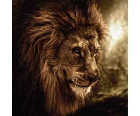 PINTDECOR QUADRO KING