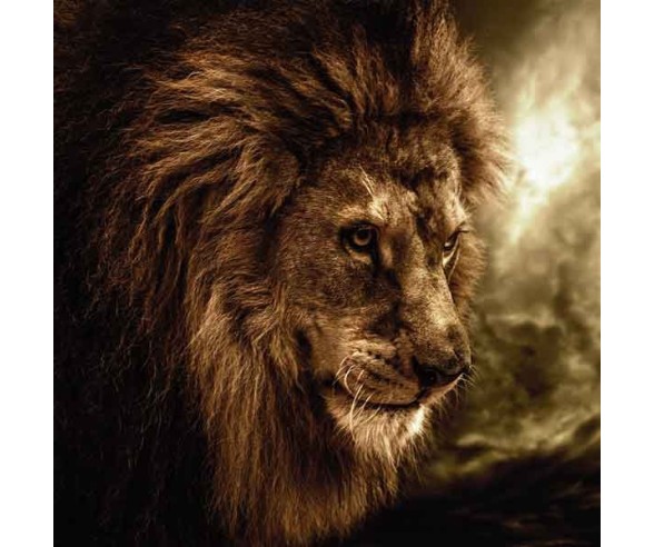 PINTDECOR QUADRO KING