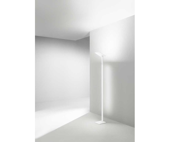 PERENZ PIANTANA QUADRA