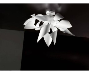 SELENE APPLIQUE GINGER